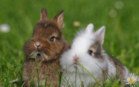 男兔和什么属相最配,属兔男婚配最佳属相是什么