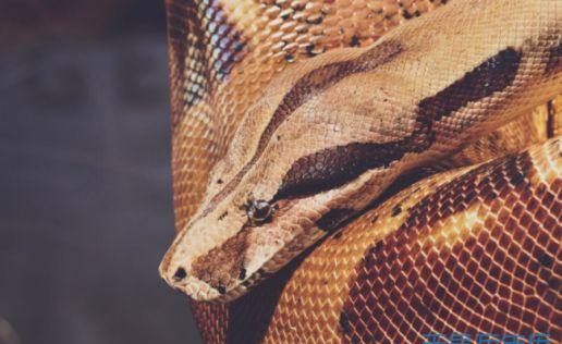 梦见一条长长的蛇的预兆是什么