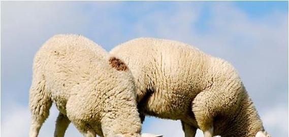 为什么属羊的人命不好是谣言