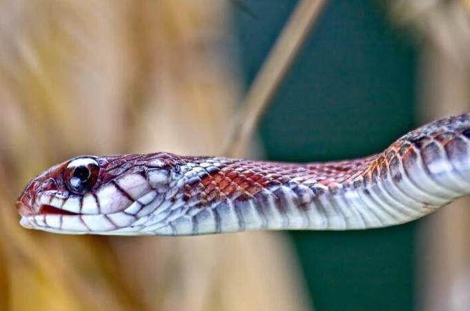 孕妇梦见打蛇是什么意思