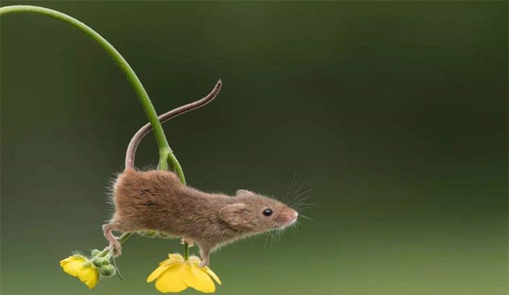 几月份的老鼠最好命,属鼠的几月出生好图2