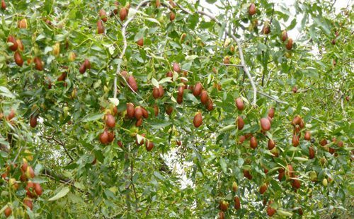 梦见很多结满枣子的枣子树的预兆是什么