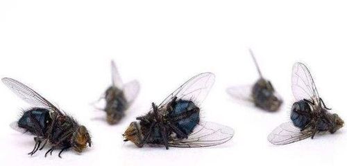 梦见一群苍蝇是什么预兆