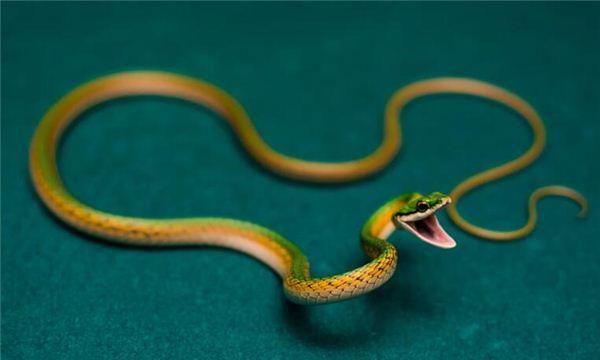 梦见黑蛇是咬人的预兆吗