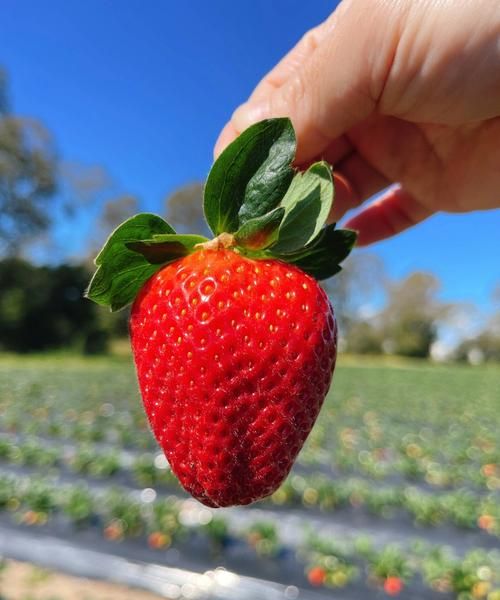 梦见去摘草莓吃有什么预兆是什么意思啊