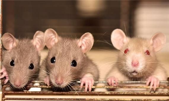 属鼠人一生最旺3个人
