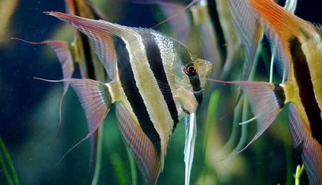 热带鱼一般生活在什么水中