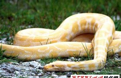 孕妇梦见蛇缠身是什么预兆