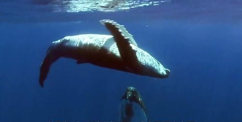 鲸鱼平均一分钟的心跳有多少次