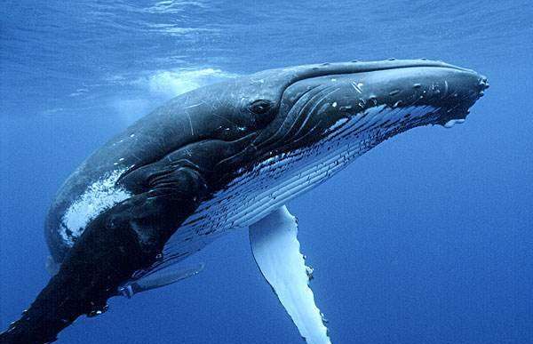 鲸鱼一分钟心跳几次,鲸鱼一分钟心跳是几次有多少次 鲸鱼一分钟的心跳是几次图3