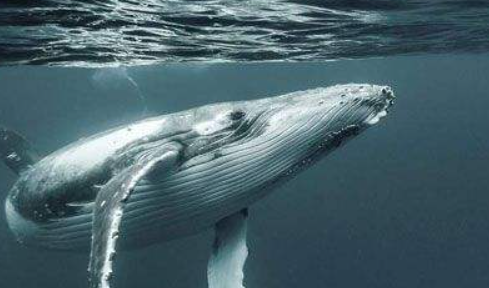 鲸鱼一分钟心跳几次,鲸鱼一分钟心跳是几次有多少次 鲸鱼一分钟的心跳是几次图4
