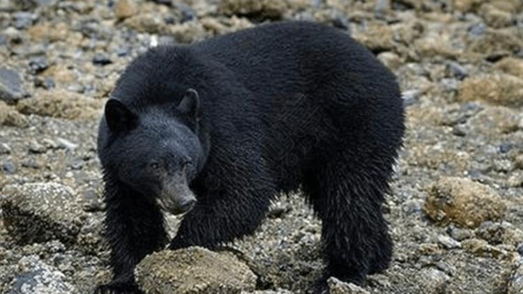 梦见黑熊是什么预兆 女性