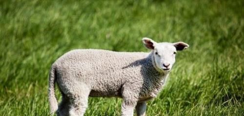农历十一月出生的属羊人命运如何