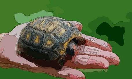 梦见乌龟是什么生肖的预兆