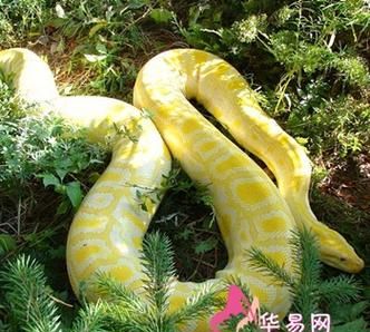 梦见三条大蟒蛇是什么预兆 女性