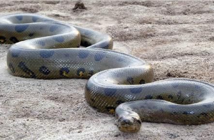 梦见三条白色大蟒蛇是什么意思