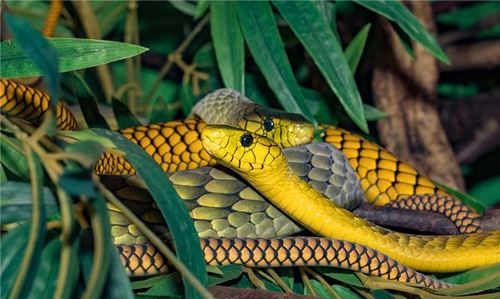 做梦梦见彩色的蛇是什么意思