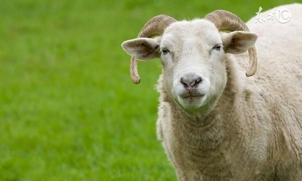 属羊人确实命不好 属羊人命不好是真的