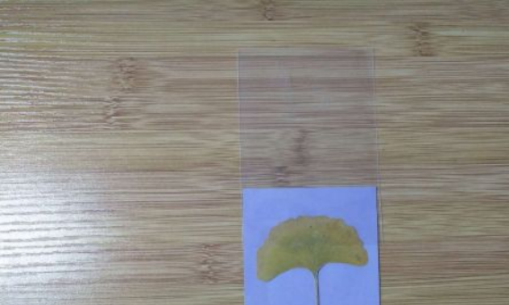 树叶书签制作简单漂亮,如何用叶子做书签又简单又漂亮图10