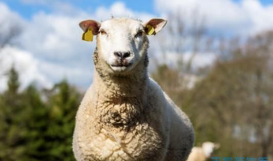 79年属羊运势最旺是哪一年女