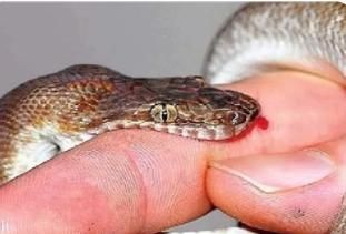 梦见蛇把自己的手指咬出血的预兆
