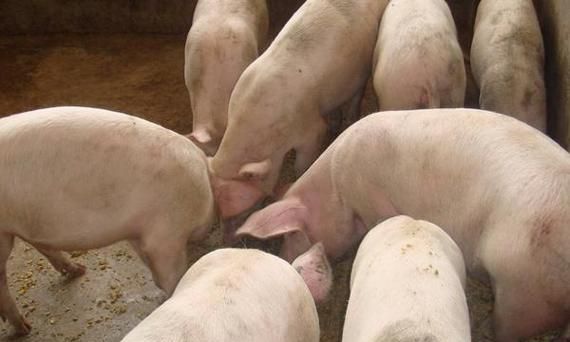 养猪场200头猪一年利润多少
