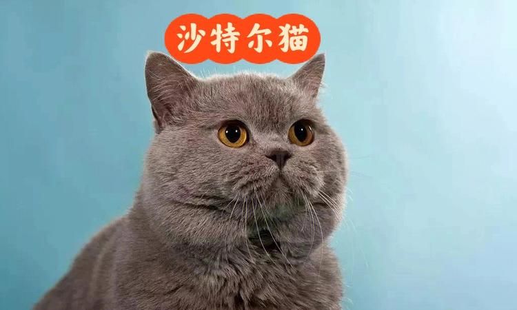 十二星座专属宠物猫咪