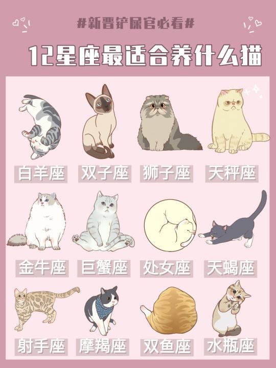 处女座适合养的猫是什么   沙特尔猫,十二星座专属宠物猫咪图2