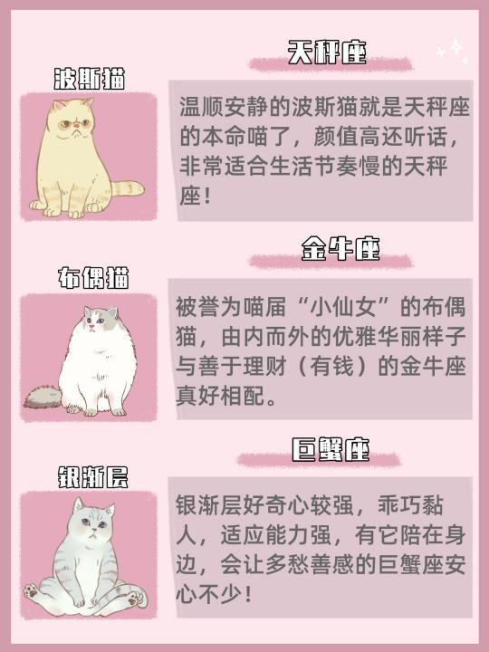 处女座适合养的猫是什么   沙特尔猫,十二星座专属宠物猫咪图4