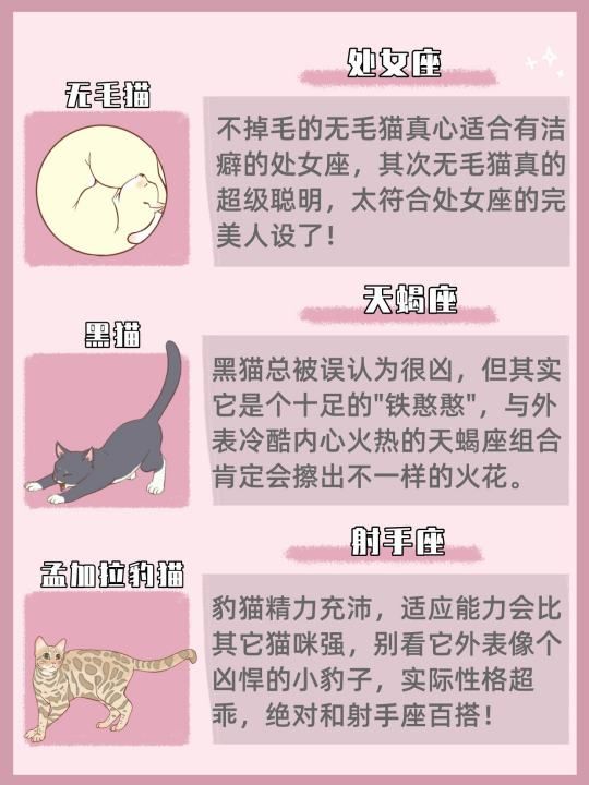 处女座适合养的猫是什么   沙特尔猫,十二星座专属宠物猫咪图5