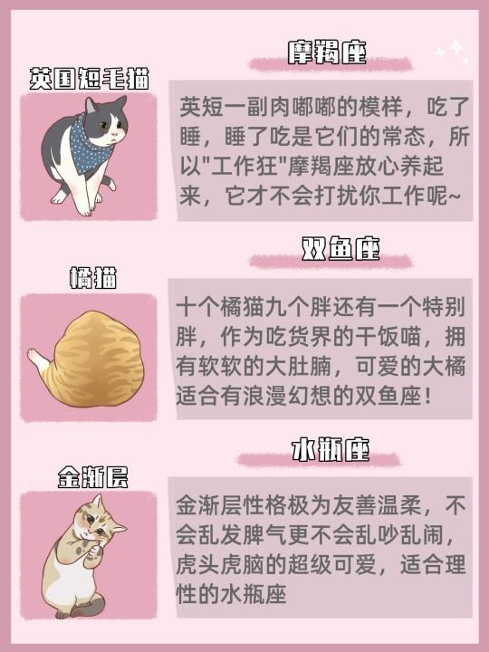 处女座适合养的猫是什么   沙特尔猫,十二星座专属宠物猫咪图6