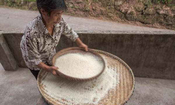 大米生虫子怎么办,米生了很多虫怎么办图3