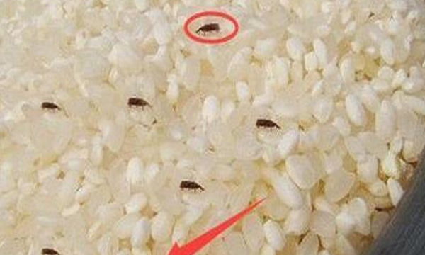 大米生虫子怎么办,米生了很多虫怎么办图11