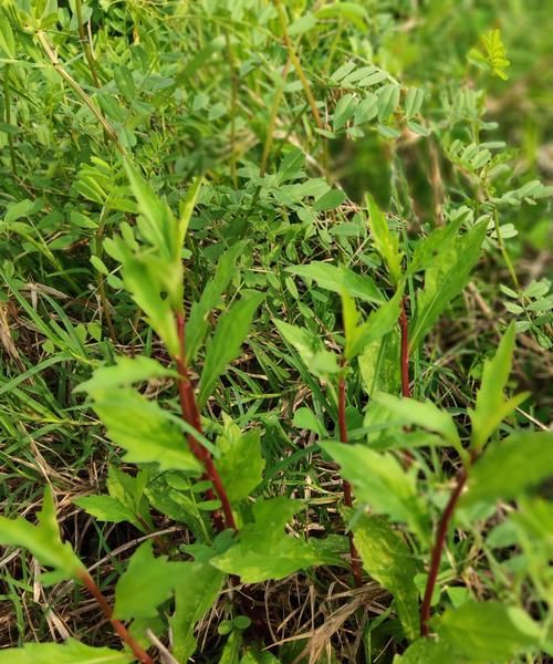 梦见上山采菜是什么意思