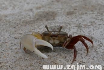 梦见吃螃蟹是什么预兆