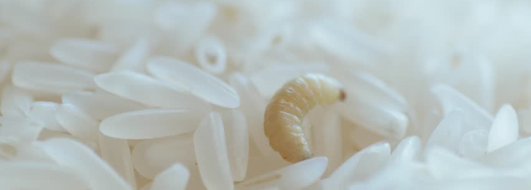 梦见全身长满白色蛆虫的预兆是什么