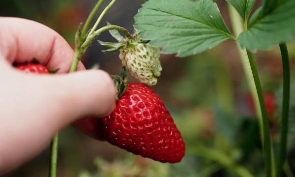梦见摘草莓是什么意思 周公解梦