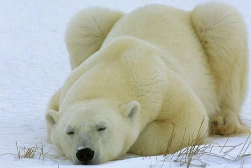 梦到大白熊是什么意思