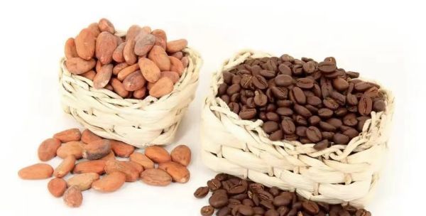 咖啡豆和可可豆,可可豆和咖啡豆的区别及功效与作用图2