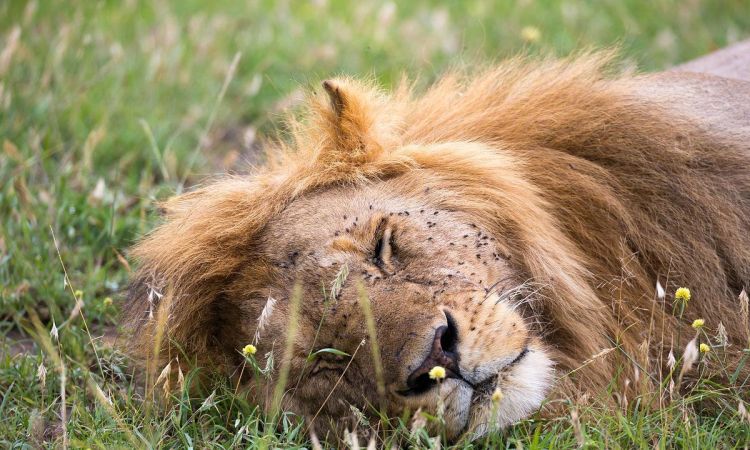 做梦梦见大狮子是什么意思