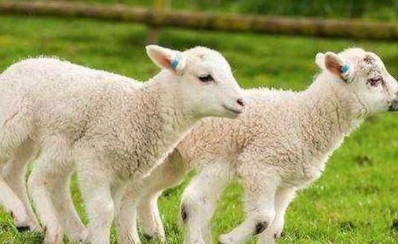 属羊几月出生的人命最好百度