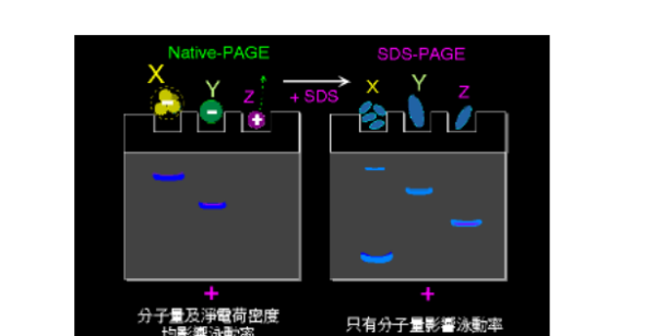 分子筛效应,sds page是什么意思图1