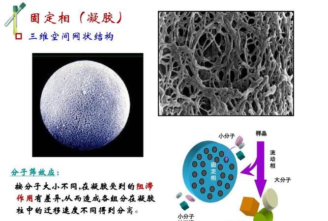 琼脂糖凝胶电泳和聚丙烯酰胺凝胶电泳的区别