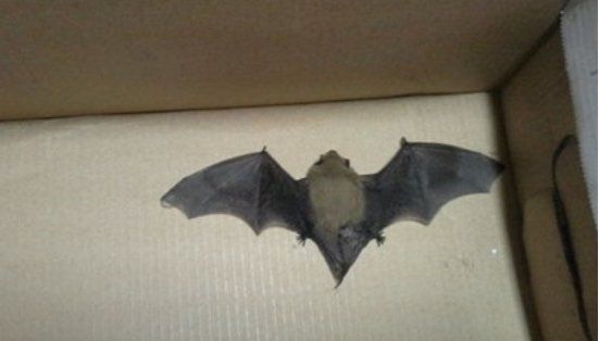家里飞来蝙蝠会带来厄运,家里进蝙蝠是好事还是坏事图5