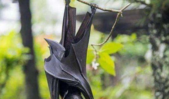 家里飞来蝙蝠会带来厄运,家里进蝙蝠是好事还是坏事图7