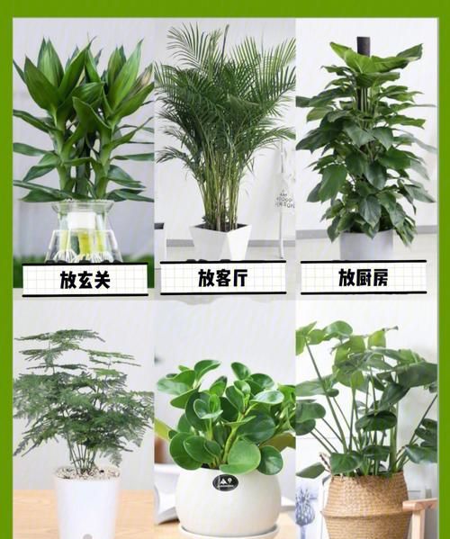 客厅植物怎么摆放风水好