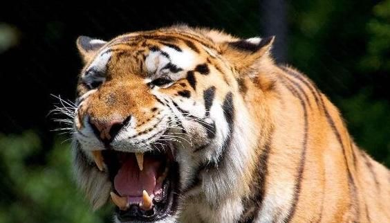梦见看见老虎吃人是什么预兆