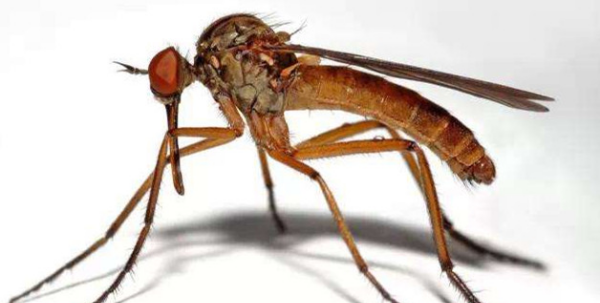 咬人的蚊子是公的还是母的,蚊子是公的咬人还是母的图1