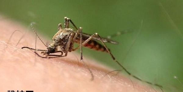 咬人的蚊子是公的还是母的,蚊子是公的咬人还是母的图2