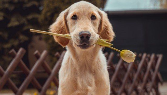 金毛寻回犬掉毛程度,金毛犬掉毛是怎么回事图3